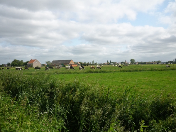 09.06.03 OOSTWINKEL.KOETJES IN DE WEI