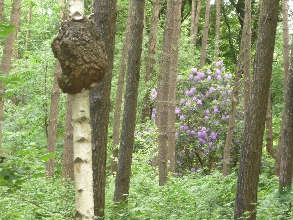 09.06.03 OOSTWINKEL.KANKERGEZWEL