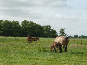 09.06.03 OOSTWINKEL.BRABANDERS MET VEULEN