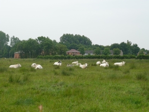 09.06.07  AARDENBURG.EN MAAR HERKAUWEN