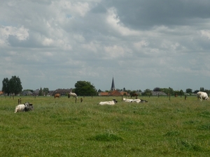 09.06.19.URSELKERK TUSSEN DE KOEIEN