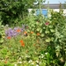 09.06.26 WATERLAND OUDEMAN.WILDE TUIN MET KOLLEBLOMMEN