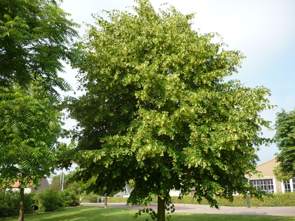 09.06.27. OOSTBURG.BLOEIENDE LINDE