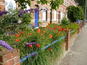 09.06.28.WAARSCHOOT. NOG KOLLEBLOMMEN