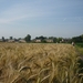 09.06.28.WAARSCHOOT.toekomstig bier?