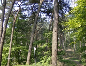 boswandeling