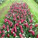 Keukenhof001 (Medium)