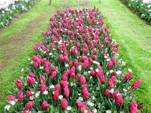 Keukenhof001 (Medium)