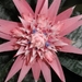 Keukenhof002 (Medium)
