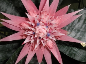 Keukenhof002 (Medium)