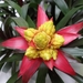 Keukenhof003 (Medium)