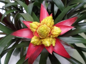 Keukenhof003 (Medium)