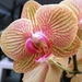 Keukenhof007 (Medium)