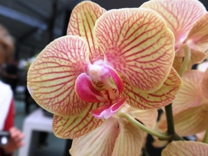 Keukenhof007 (Medium)
