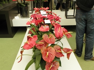 Keukenhof010 (Medium)
