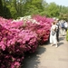 Keukenhof012 (Medium)