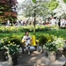 Keukenhof018 (Medium)