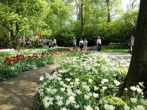 Keukenhof026 (Medium)