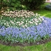 Keukenhof030 (Medium)