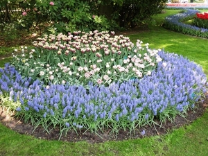 Keukenhof030 (Medium)
