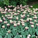 Keukenhof031 (Medium)