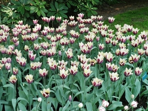 Keukenhof031 (Medium)