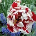 Keukenhof032 (Medium)
