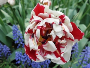 Keukenhof032 (Medium)
