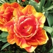 Keukenhof035 (Medium)