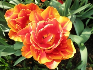 Keukenhof035 (Medium)