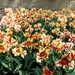 Keukenhof036 (Medium)