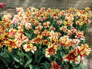 Keukenhof036 (Medium)