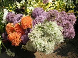 Keukenhof037 (Medium)
