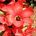 Keukenhof038 (Medium)