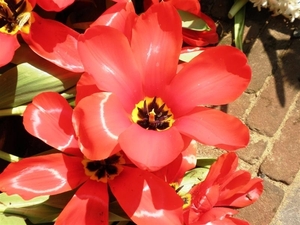 Keukenhof038 (Medium)