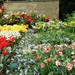 Keukenhof040 (Medium)