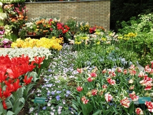 Keukenhof040 (Medium)