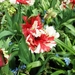 Keukenhof041 (Medium)