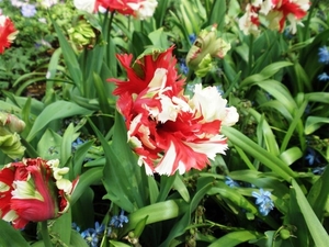 Keukenhof041 (Medium)
