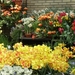 Keukenhof042 (Medium)