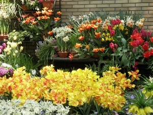 Keukenhof042 (Medium)