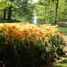 Keukenhof044 (Medium)