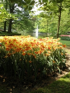 Keukenhof044 (Medium)