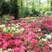 Keukenhof072 (Medium)
