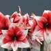 Keukenhof073 (Medium)