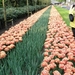 Keukenhof074 (Medium)