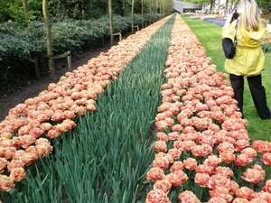 Keukenhof074 (Medium)