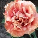 Keukenhof075 (Medium)