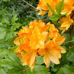 Meise  (100 van 117)