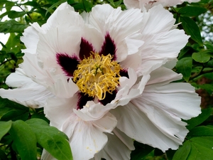 Meise  (111 van 117)